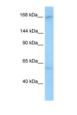 Polyclonal Rabbit anti-Rat ANKRD50 Antibody (aa1146-1195, WB)