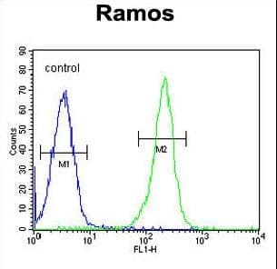 PAX5 Antibody (aa178-207)
