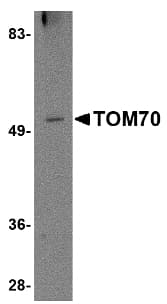 TOMM70A Antibody