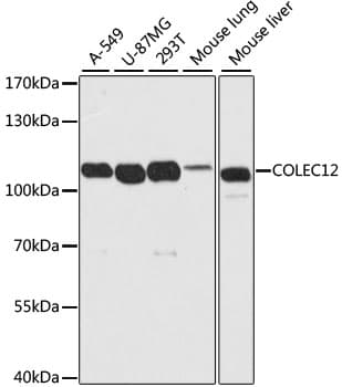 COLEC12 Antibody