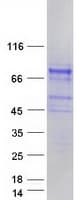 Human SHC4 Protein (Recombinant Myc-DDK (Flag))
