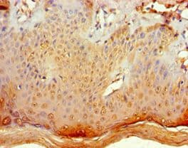 Polyclonal Rabbit anti-Human POLR1D Antibody (aa1-133, IHC)