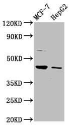 Polyclonal Rabbit anti-Human HEPACAM Antibody (IF, WB)