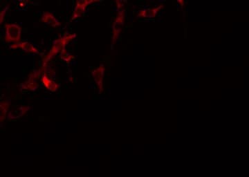 LIPI Antibody