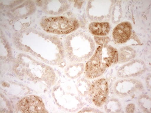 TFPI / LACI Antibody (aa29-304, clone 3B1, Carrier-free)