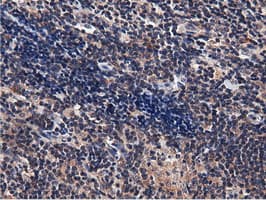 CBWD1 Antibody (clone OTI3F9)