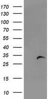 PSMB4 Antibody (clone OTI1F8)
