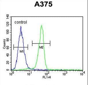 Polyclonal Rabbit anti-Human BGN / Biglycan Antibody (aa148-176, IHC, WB)