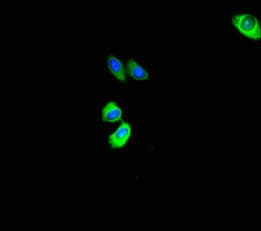 Polyclonal Rabbit anti-Human ASB10 Antibody