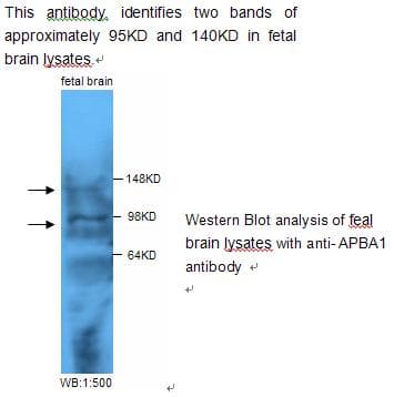 APBA1 / MINT1 Antibody