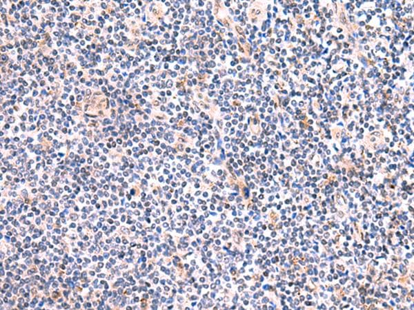 FUCA2 Antibody