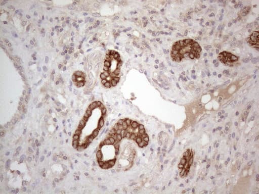 CDC6 Antibody (clone OTI1A4)
