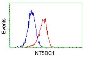 NT5DC1 Antibody (clone OTI1B1)