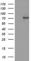 OAS2 Antibody (aa60-335, clone OTI3C1)