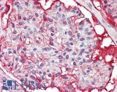 IHC-plus™ VWF / Von Willebrand Factor Antibody