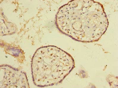 SNX16 Antibody