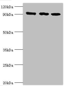 Polyclonal Rabbit anti-Human MCM3 Antibody (aa1-295, WB)