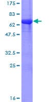 Human PPP2R4 Protein (Recombinant GST)