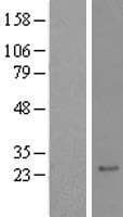 RAXL1 / RAX2 Protein (Over-Expression Lysate Myc-DDK (Flag))