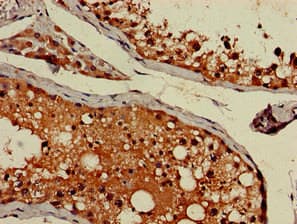 AP1G1 / Adaptin Gamma 1 Antibody
