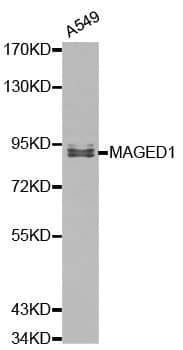 Polyclonal Rabbit anti-Human MAGED1 / NRAGE Antibody (IHC, IF, WB)