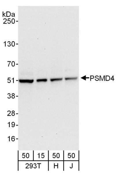 PSMD4 / RPN10 Antibody (aa327-377)