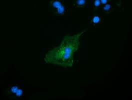 Monoclonal Mouse anti-Human SLFNL1 Antibody (clone OTI3D4, IF, WB)