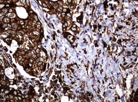 POGK Antibody (clone OTI6D5, Carrier-free)