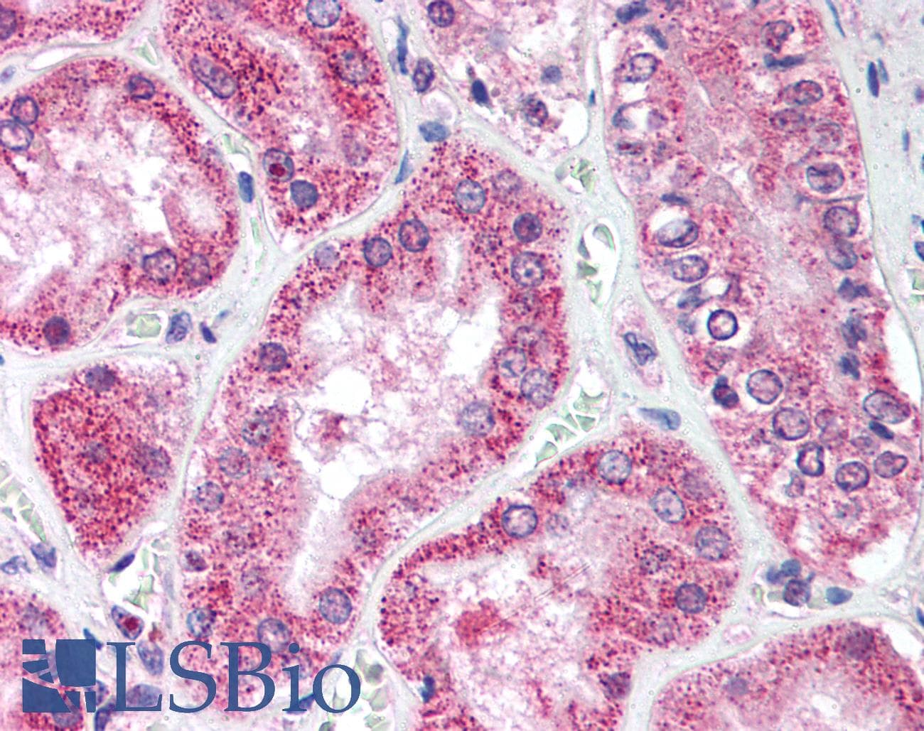 IHC-plus™ ULK1 Antibody