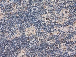 CLPP Antibody (clone OTI1E2, Carrier-free)