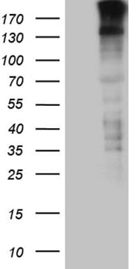 SPAG5 / MAP126 Antibody (aa1-297, clone OTI3F9)