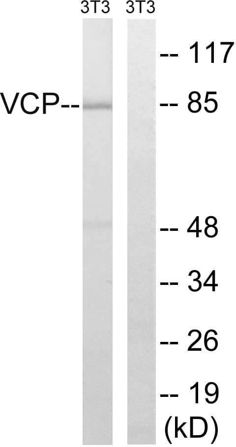 VCP Antibody (aa318-367)