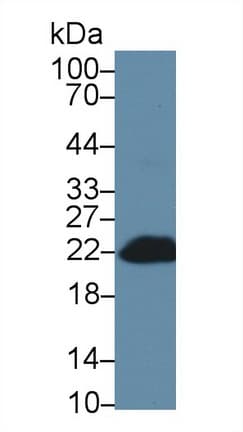 BID Antibody (aa1-195)