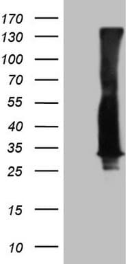 RAB3A Antibody (clone OTI1G3)
