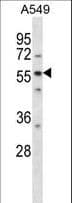 LSM14A Antibody (aa311-340)