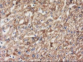 MMAB Antibody (clone OTI5G1, Carrier-free)