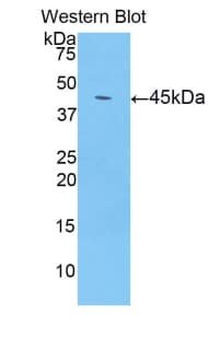 LCN8 Antibody (aa25-175, PE)
