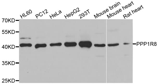 PPP1R8 / Rnase E Antibody