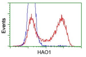 HAO1 Antibody (clone OTI5F4)