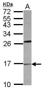 PLA2G1B Antibody