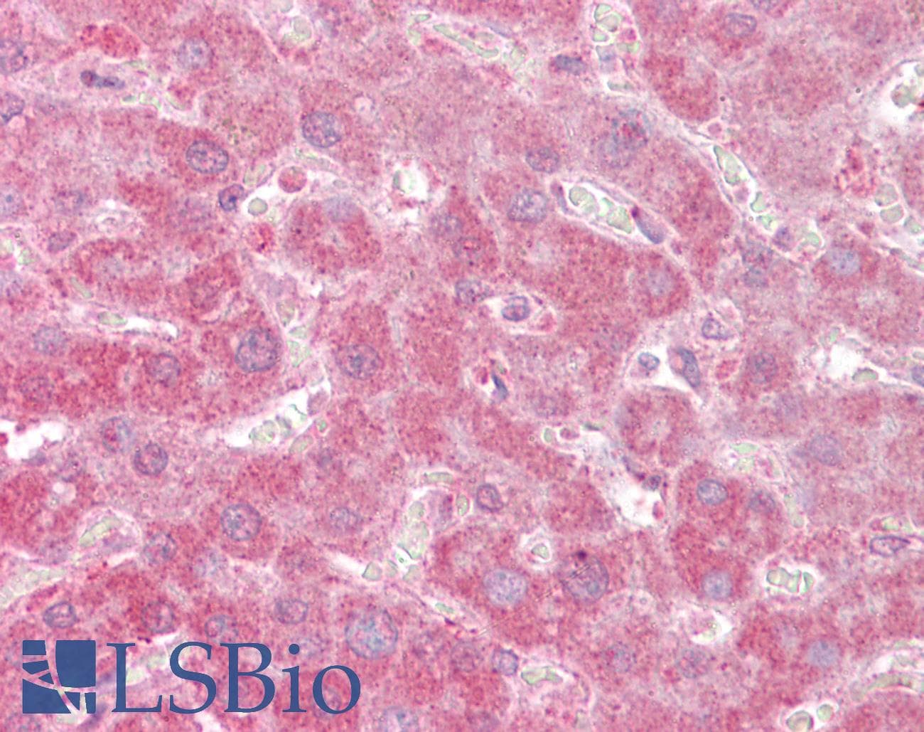 IHC-plus™ APOF / Apolipoprotein F Antibody (aa313-325)
