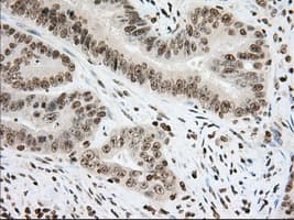 CYP1A2 Antibody (clone OTI8F1)