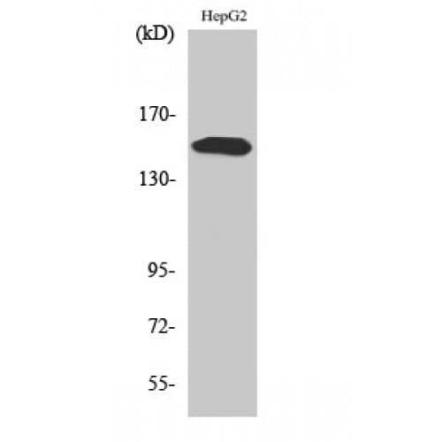 PLCG2 / PLC Gamma 2 Antibody (690-770 aa)