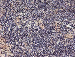 TMEFF2 Antibody (clone OTI1F9)