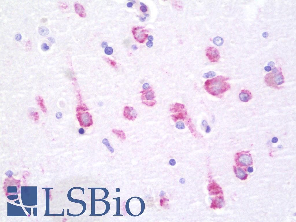 IHC-plus™ PRKAA1 + PRKAA2 Antibody (N-Terminus)