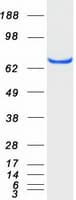 Human GCP60 / ACBD3 Protein (Recombinant Myc-DDK (Flag))