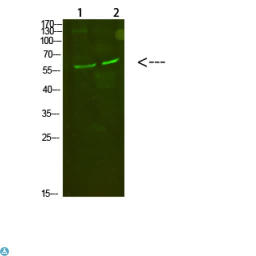 Complement C8A Antibody (aa201-250)