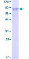 Human CFDP1 Protein (Recombinant GST)