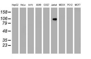 PECAM-1 / CD31 Antibody (clone OTI4C1)
