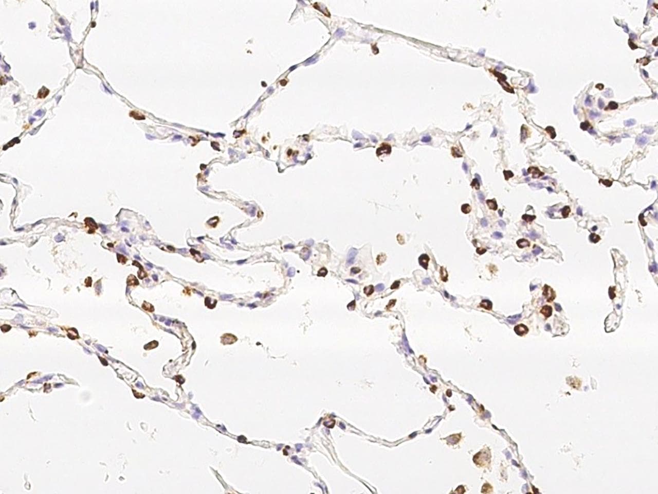 CD63 Antibody